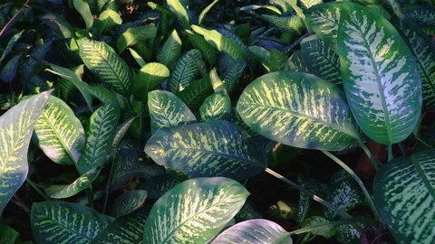 Dieffenbachia  sequine swaying by the wind in wild forest Stock Footage 307193517