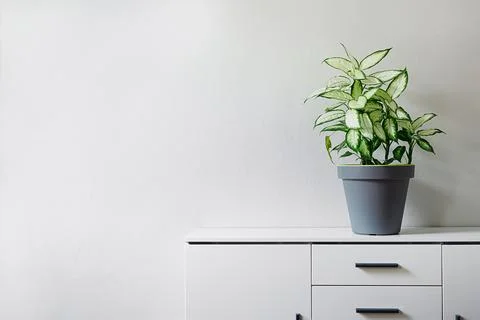 Dieffenbachia on a white background Stock Photos