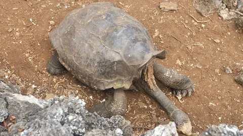 Diego The Oldest Tortoise In The World, Darwin Research Center, Galapagos Stock Footage 107461350
