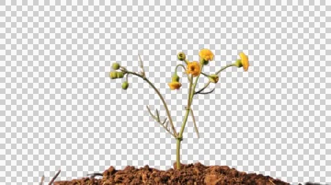 Dieing flower stop motion Video stock 41289850