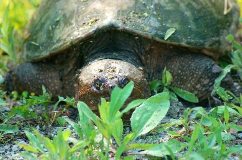Dieing turtle Stock Photos