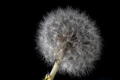 Diente de León Stock Photos
