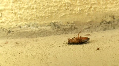 DIEROACH Stock Footage 610035