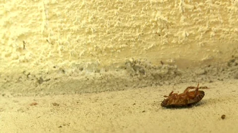 DIEROACH2 Stock Footage 610033