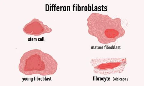 Diffcron of fibroblasts, cell growth. Stock Illustration