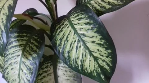 Diffenbachia Leaves 스톡 사진