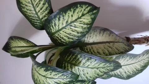 Diffenbachia Stock Photos