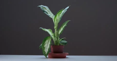 Diffenbachia in a pot, a poisonous plant Stock Footage 186732124