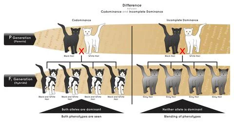 Difference between Codominance and Incomplete Dominance Infographic Diagram cat Stock-Illustration