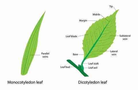 Difference Between Cotyledon Leaf and Cotyledon Leaf Illustrazione stock