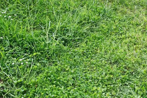 Difference between cut and uncut grass Foto stock