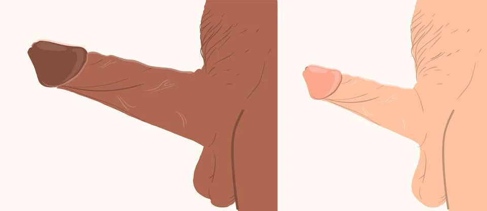 The difference between different male penises of different skin colors Stock Illustration
