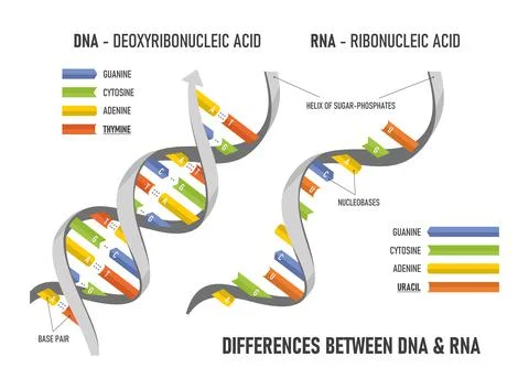 Difference between of DNA and RNA. Structure of DNA and RNA. Stock Illustration