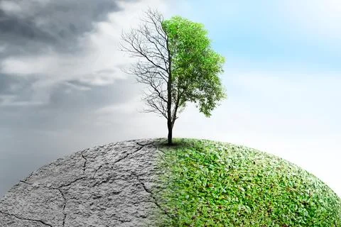 The difference between drought trees to growing trees on the ground with di.. 写真素材