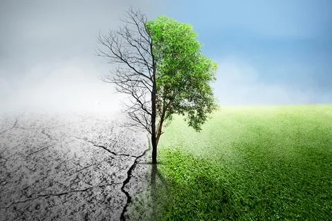 The difference between drought trees to growing trees on the ground with di.. 写真素材