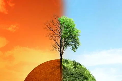 The difference between drought trees to growing trees on the ground with di.. 写真素材