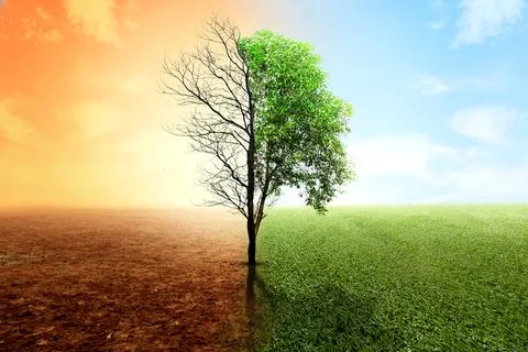 The difference between drought trees to growing trees on the ground with di.. 写真素材