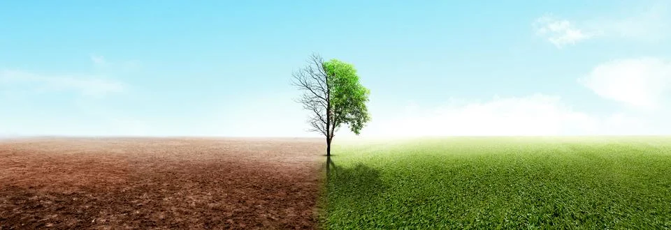 The difference between drought trees to growing trees on the ground with di.. Stock Photos