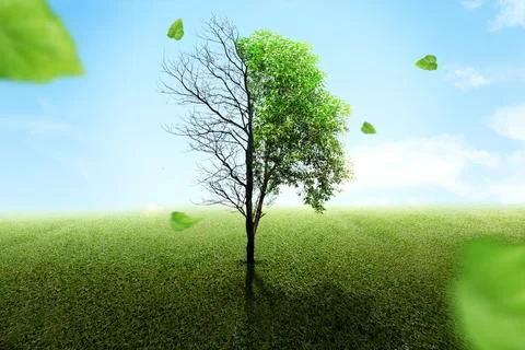 The difference between drought trees to growing trees on a field 写真素材