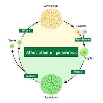 Difference Between Gametophytes And Sporophytes. Stock Illustration