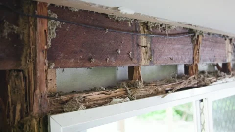 The difference between hardwood and pine after a termite infestation. Stock Footage 333299172