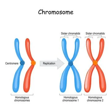 Difference between homologous chromosomes, a pair of homologous chromosomes, Illustrazione stock
