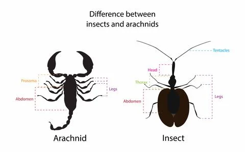 Difference between insect and arachnids Stock Illustration