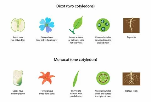 Difference Between Monocots and Dicots, Monocotyledon and Dicotyledon Illustrazione stock