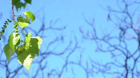 Difference between plants concept. Branch with green leaves and without Stock Footage 134729740