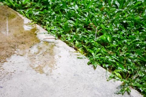 Difference between rainwater on the land with rain water falling on the grass. Stock Photos