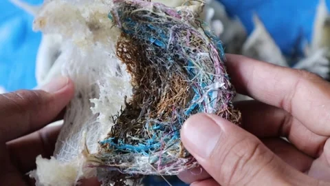 The difference between a swallow's nest and a sriti bird's nest Stockbeeldmateriaal 277379047