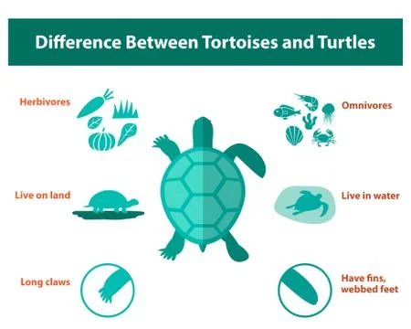 Difference between tortoises and turtles, vector Stock Illustration