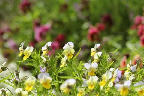Difference colour of pansy flower, viola, spring flower Stock Photos