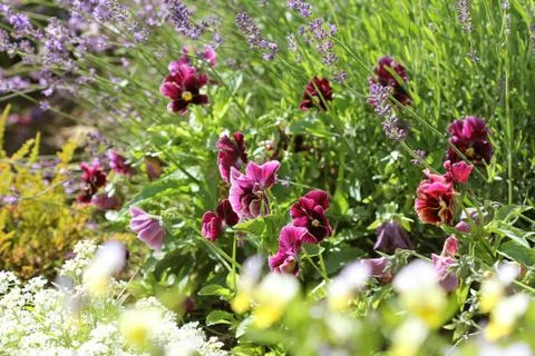 Difference colour of pansy flower, viola,levander, spring flower . Blossoming Stock Photos