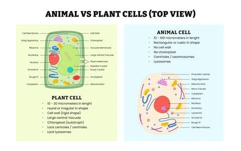 The differences between Animal cell and plant cell comparison detailed diag.. Stock Illustration