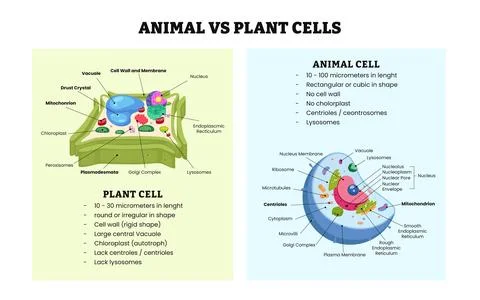 The differences between Animal cell and plant cell comparison detailed diag.. Stock Illustration