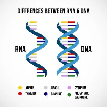 Differences between dna and rna vector scientific icon spiral of DNA and RNA Stock Illustration