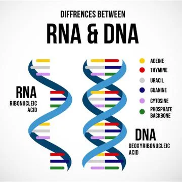Differences between dna and rna vector scientific icon spiral of DNA and RNA Stock Illustration