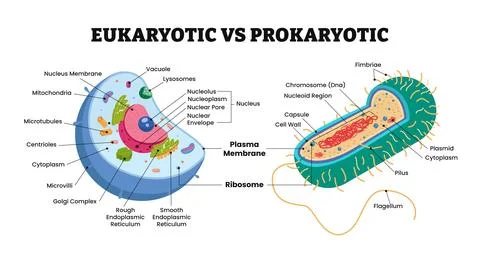 The differences between eukaryotic cell and prokaryotic cell comparison det.. Stock Illustration