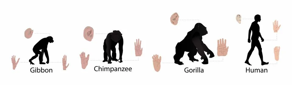 Differences between humans and monkeys, Human Physiology Stock Illustration
