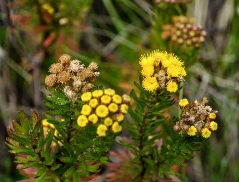 Differences between open, closed and dry yellow flowers Foto stock
