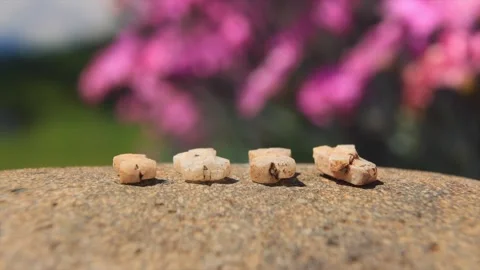 Differences Between Stones and Nadeshiko: 8K Available Stock Footage 333201479
