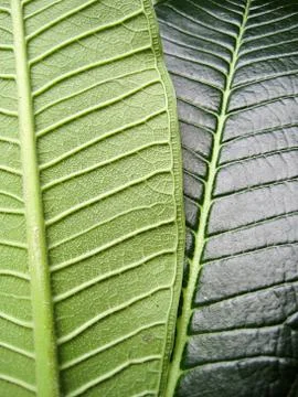 Differences of green leaf texture and color in front and back of leaf Stock Photos