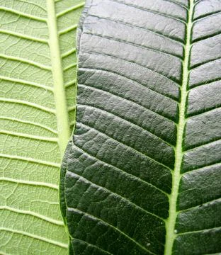 Differences of green leaf texture and color in front and back of leaf Stock Photos