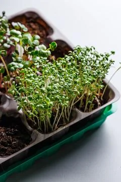 Differend types of Microgreens Stock Photos