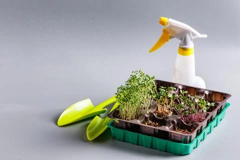 Differend types of Microgreens Stock Photos