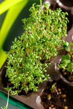 Differend types of Microgreens Stock Photos