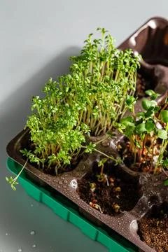 Differend types of Microgreens Stock Photos