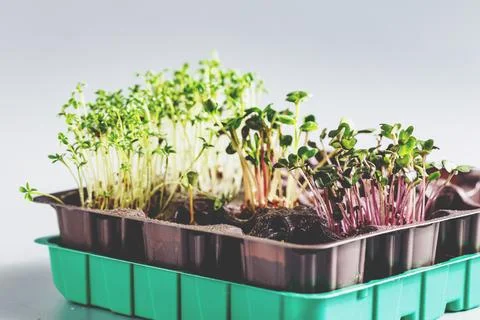 Differend types of Microgreens Stock Photos