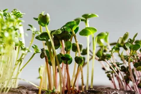 Differend types of Microgreens Stock Photos